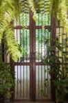 Vintage Door And Hanging Green Plant Stock Photo