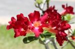 Red Adenium Flowers Stock Photo