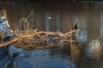 Cormorant Standing On A Fallen Tree Stuck In The Weir On The Riv Stock Photo