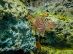 Tropical Fish Lionfish Under  Water Stock Photo