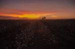 Cotton Field In Oakey, Queensland Stock Photo