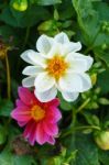 White Delphinium Flower In Garden Stock Photo