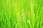 Rice With Nature Background Stock Photo