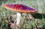 Fly Agaric Toadstool (amanita Muscaria) Stock Photo