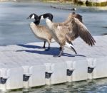 Isolated Picture With A Canada Goose Standing Stock Photo