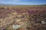 Flowering Desert (spanish: Desierto Florido) In The Chilean Atac Stock Photo