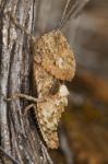 Grasshopper (ocnerodes Fallaciosus) Stock Photo