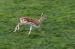 Close-up Of A Young Fallow Deer (dama Dama) Stock Photo