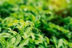 Vegetation In Rainy Season Stock Photo