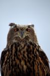 Rock Eagle-owl Stock Photo