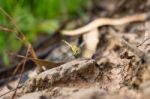 Dragonfly Stock Photo