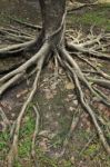 Tree Roots Stock Photo