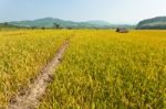 Golden Rice Field Stock Photo