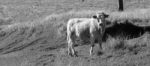 Country Cows Stock Photo