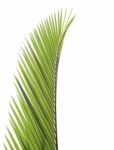 Palm Leaf Isolated On White Background Stock Photo