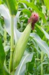 Corn On The Stalk Stock Photo