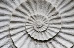 Shell Fossil Inside Out Stock Photo