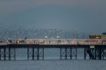 Brighton, East Sussex/uk - January 26 : Starlings Over The Pier Stock Photo