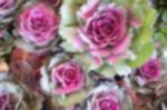 Ornamental Cabbage Display In Food Festival Stock Photo