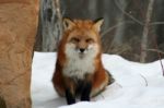 Red Fox Stock Photo