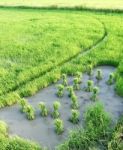 Paddy Field Stock Photo