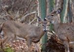 Photo Of The Cute Young Deer And His Mom Stock Photo