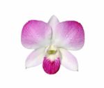 Pink Orchid Stock Photo