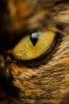 Detail Of Cat's Eye Stock Photo