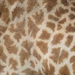 Giraffe Skin Stock Photo