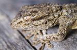 Moorish Gecko (tarentola Mauritanica) Stock Photo