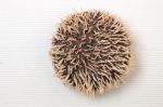 Sea Urchin On White Stock Photo