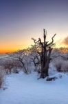 Silhouette Of Dead Trees, Beautiful Landscape At Sunrise On Deogyusan National Park In Winter,south Korea Stock Photo