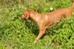 Serbian Hound Dog Stock Photo