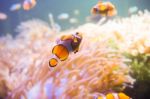 Cartoon Fish Near Sea Anemone Stock Photo