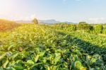 Green Tea Plantation Stock Photo