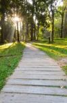 Pathways In Tropical Forests Morning Stock Photo