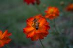 Bee And Orange Flower Stock Photo