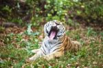 Photograph Of A Yawning Siberian Tiger Stock Photo