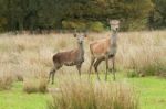 Two Deers Stock Photo