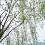 Chinese Willow Tree Stock Photo