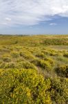 Algarve Countryside Hills With Yellow Bushes In Spring Stock Photo