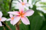 Pale Pink Plumeria Blossoms With Green Leaves As Background Stock Photo