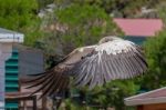 Benalmadena, Andalucia/spain - July 7 : Juvenile Andean Condor ( Stock Photo