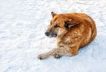 Big Red Dog Lays On Snow Stock Photo