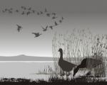 Wild Geese Migrating Stock Photo