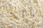 Bean Sprout Stock Photo