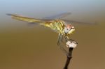 Red-veined Darter Female Stock Photo