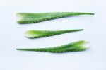 Aloe Vera Fresh Leaves On White Stock Photo