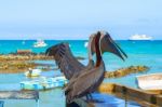 Brown Pelican In The Galapagos Stock Photo