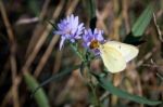 Pink-edged Sulphur (colias Interior) Butterfly Stock Photo